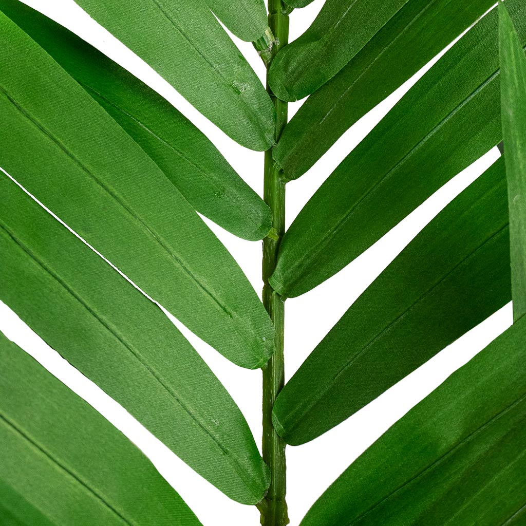 Kentia Palm Artificial Close Up Of Leaves
