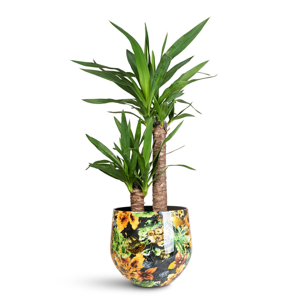 Lammie Pot Berry Blue - 24x21cm In Yucca elephantipes - 17x75cm