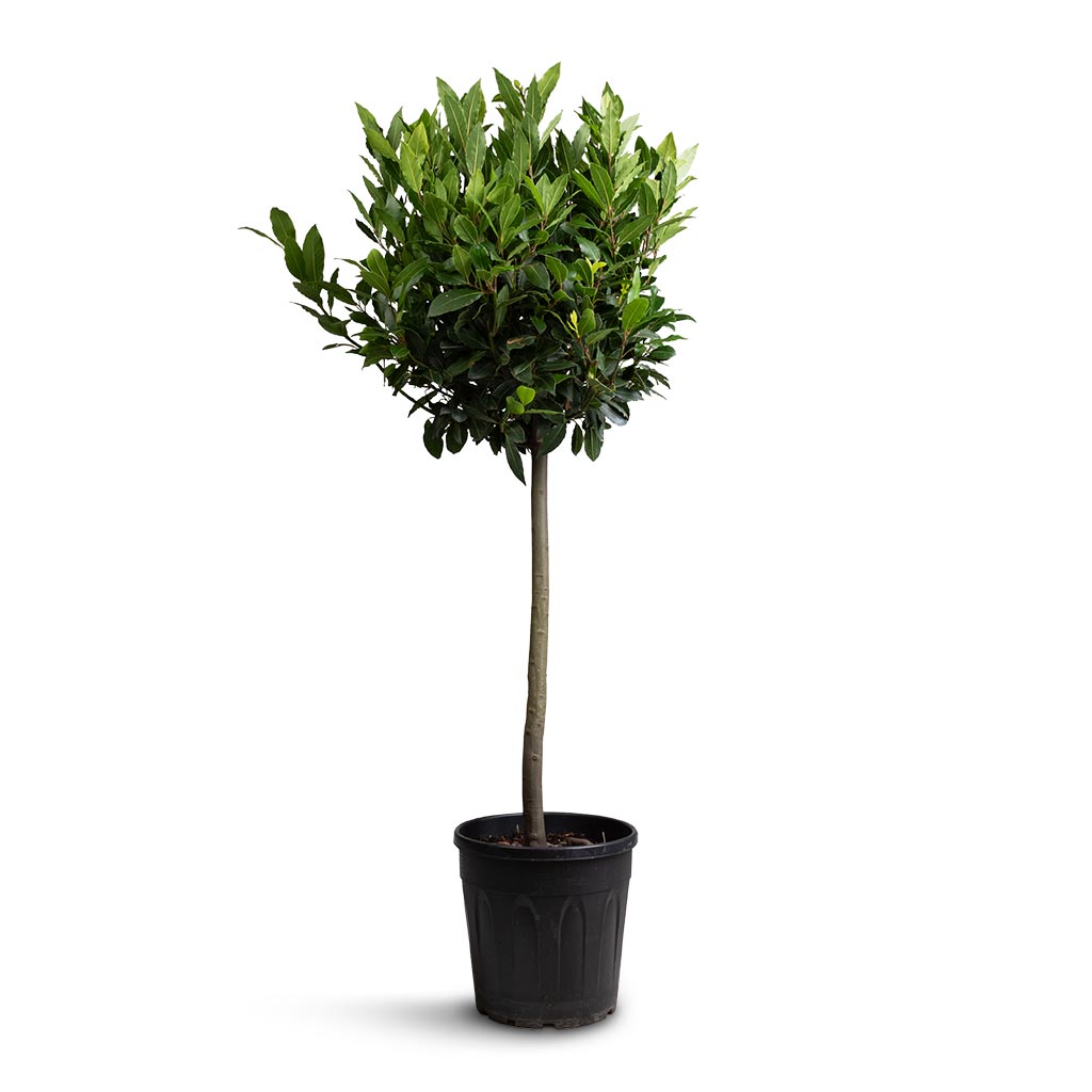 Laurus nobilis - Bay Tree - 25 x 130cm