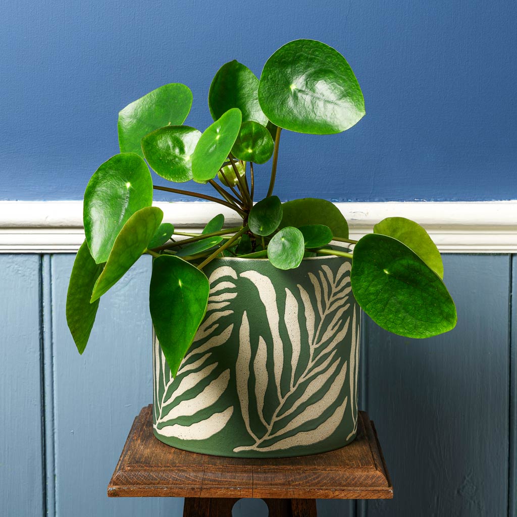 Chinese Money Plant In Leaf Plant Pot Green