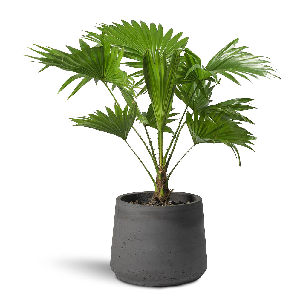 Livistona rotundifolia - Footstool Palm & Patt Plant Pot