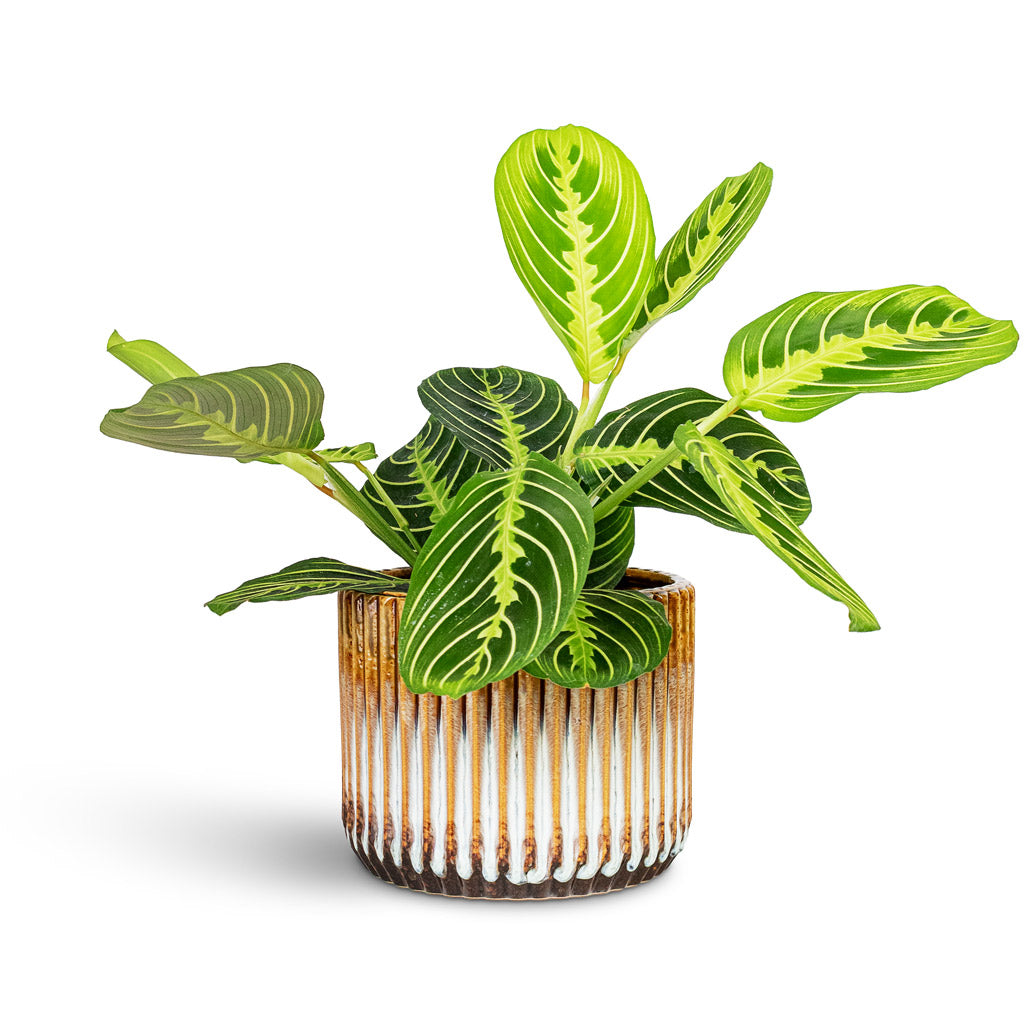 Maranta erythroneura Lemon Lime 12x35cm House Plant In Willow Ribbed Pot Chocolate 15x13cm