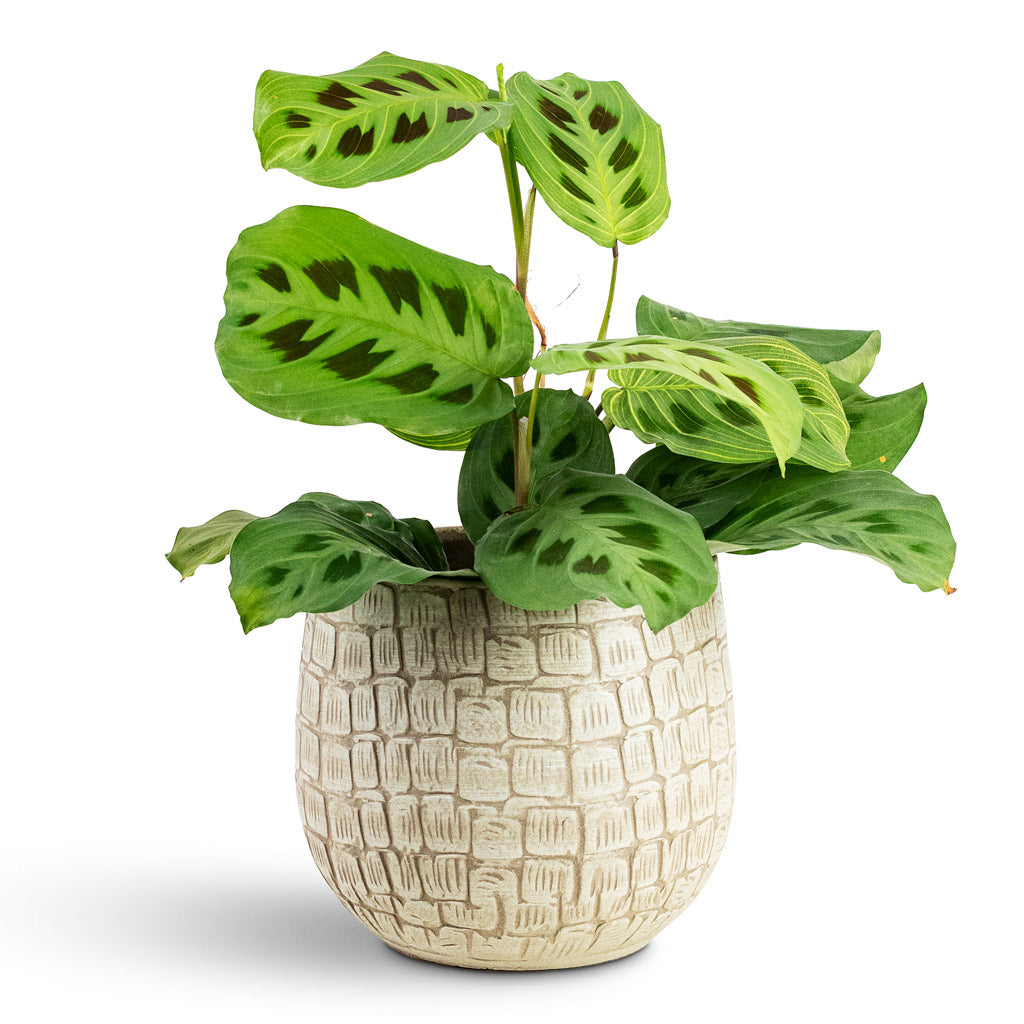 Maranta kerchoveana Rabbit's Foot House Plant In Renzo Pot Sand