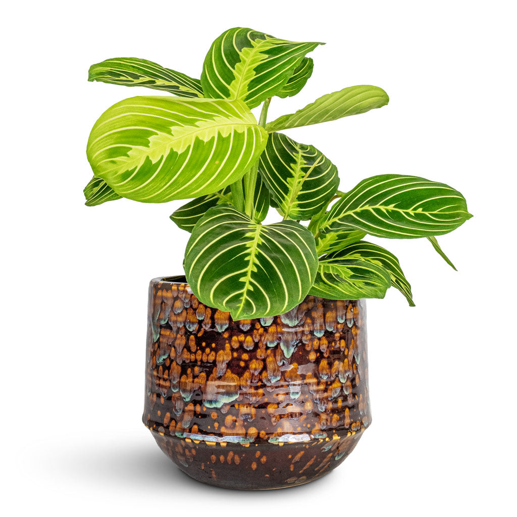 Maranta leuconeura var. erythroneura Lemon Lime - 12x35cm & Noud Plant Pot Marrakesh - 17x15cm