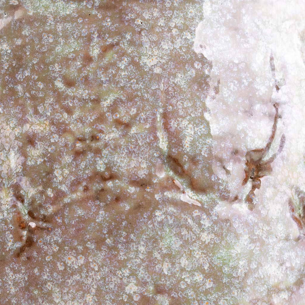 Masha Pot Mint Close Up