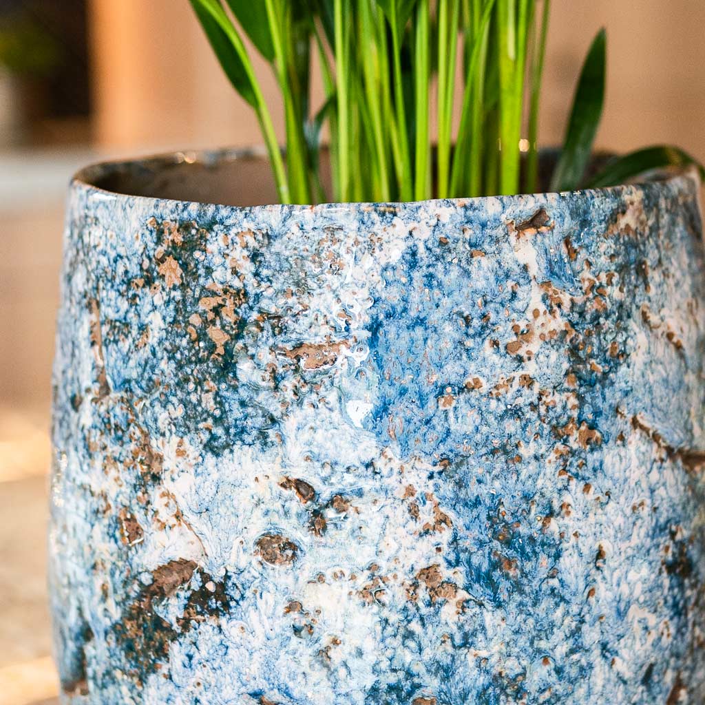 Areca Palm in Masha Kobalt Close Up
