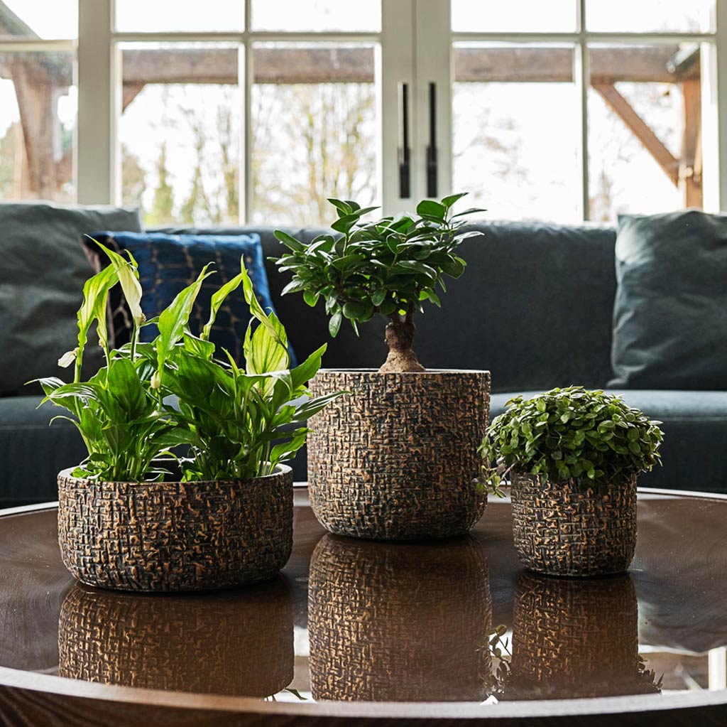 Maxim Shiny Earth Plant Pots On Coffee Table