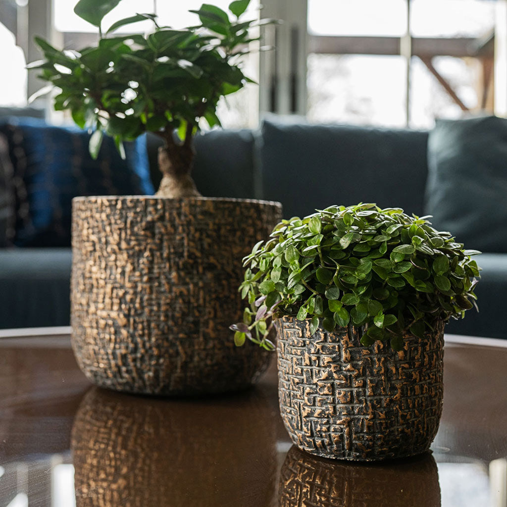 Maxim Shiny Earth Plant Pots On Coffee Table