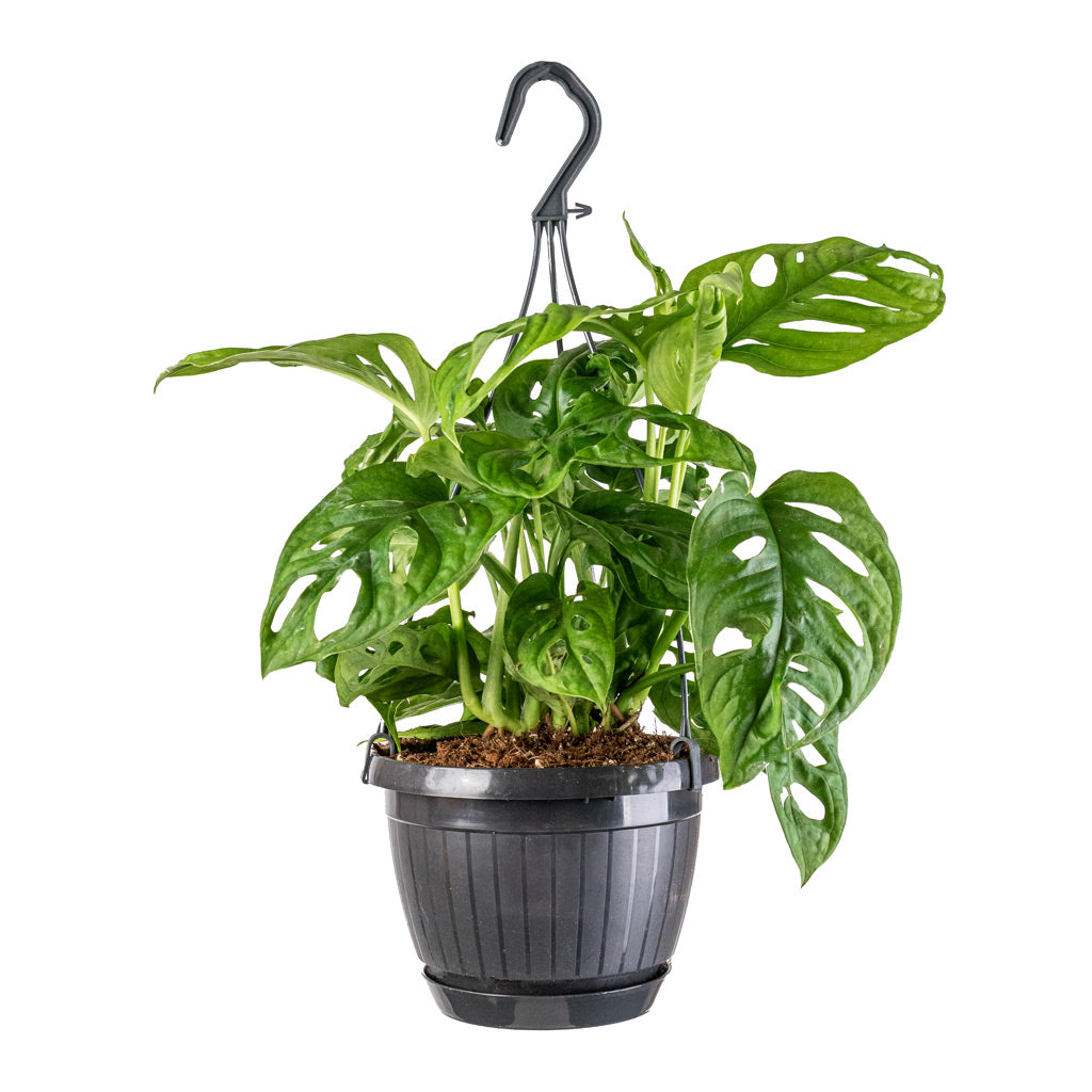Monstera adansonii - Philodendron Monkey Mask - 15 x 40cm