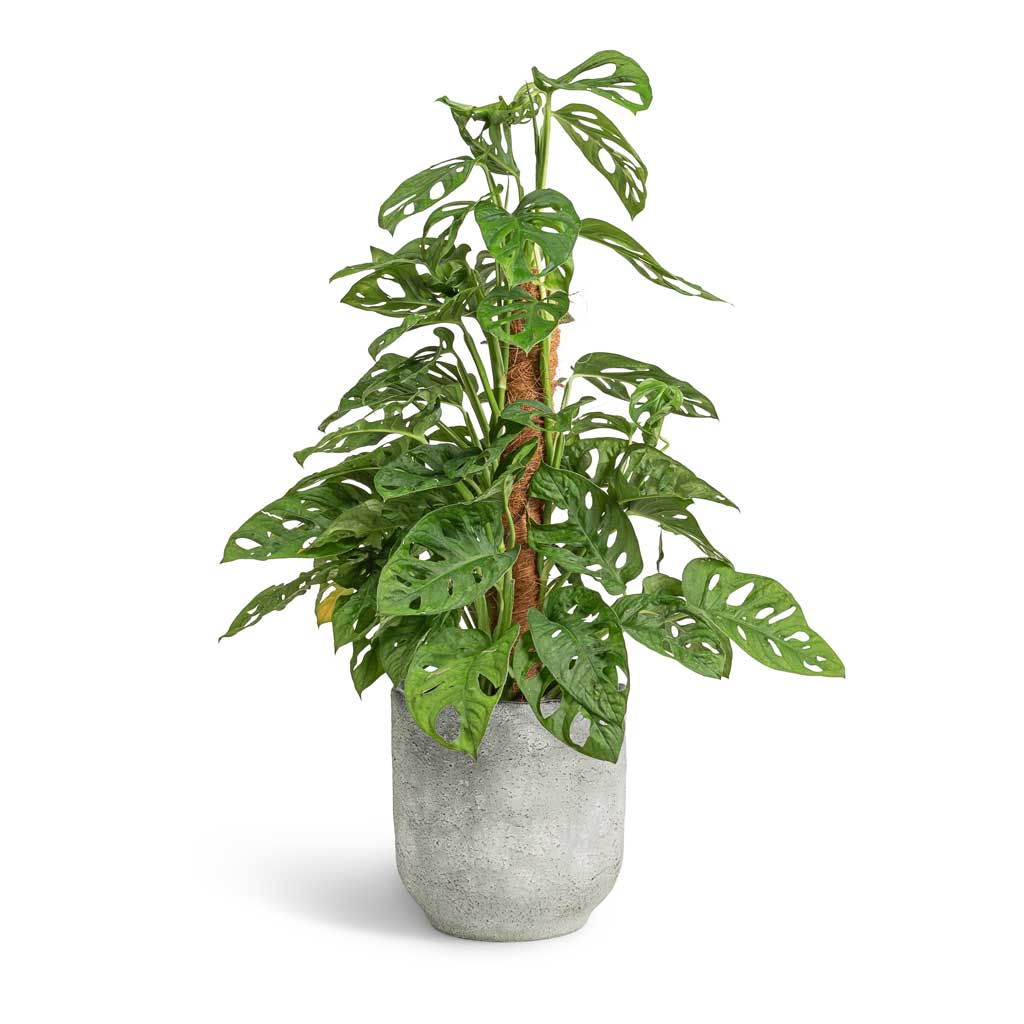Monstera adansonii - Philodendron Monkey Mask - Moss Pole