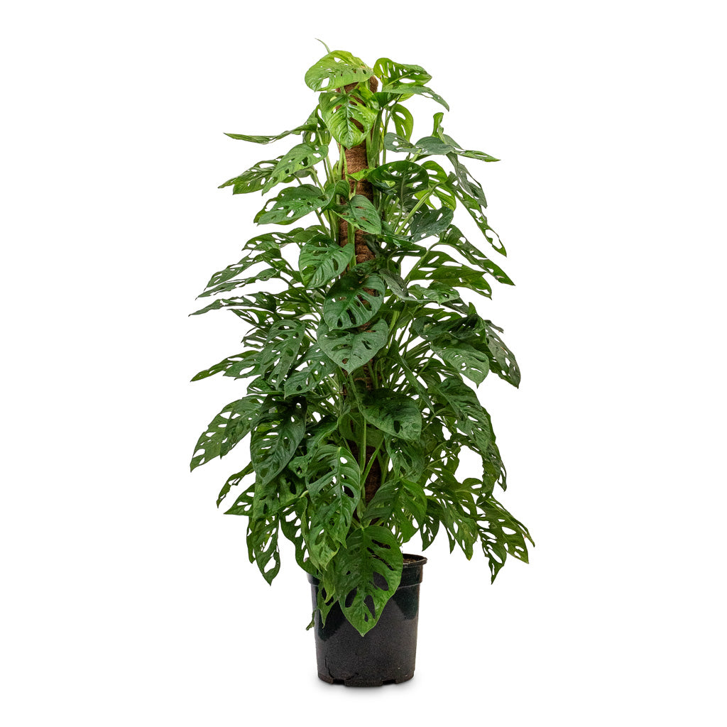 Philodendron Monkey Mask - Moss Pole - 24 x 120cm