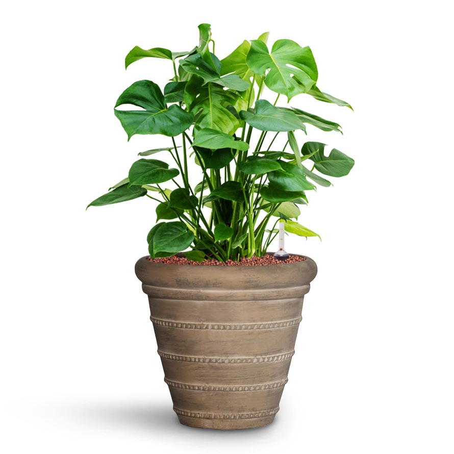 Monstera deliciosa - HydroCare & Treasure Selena Planter - Chalk Beige