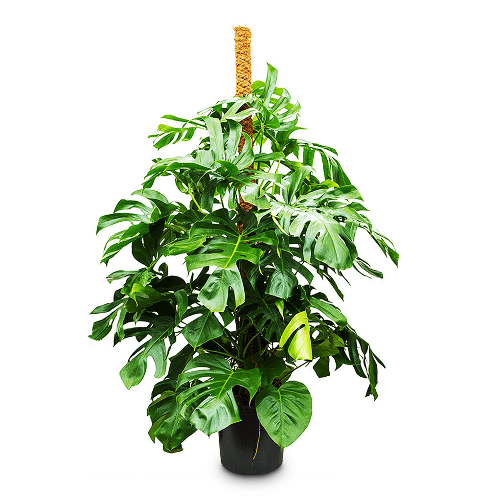 Monstera deliciosa Moss Pole 38x170cm
