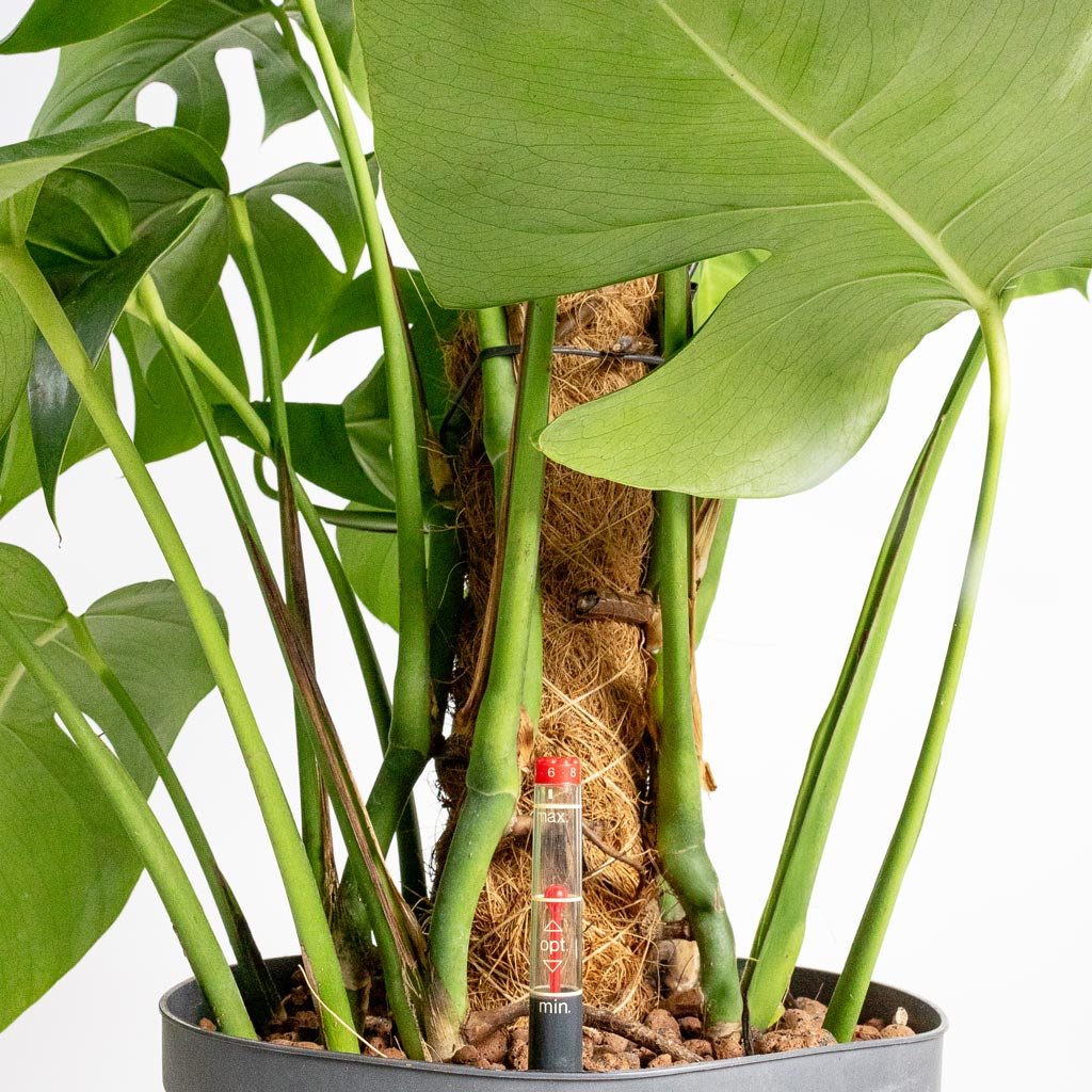 Monstera Deliciosa Moss Pole HydroCare Close Up Detail