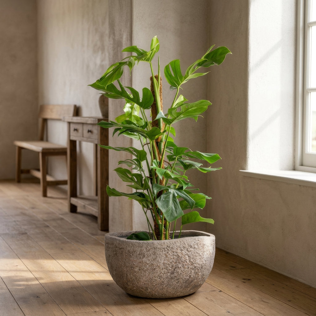 Monstera deliciosa Swiss Cheese Plant Moss Pole 27x120cm house plant in Hunter Mountain Planter Granite Grey 60x34x29cm lifestyle
