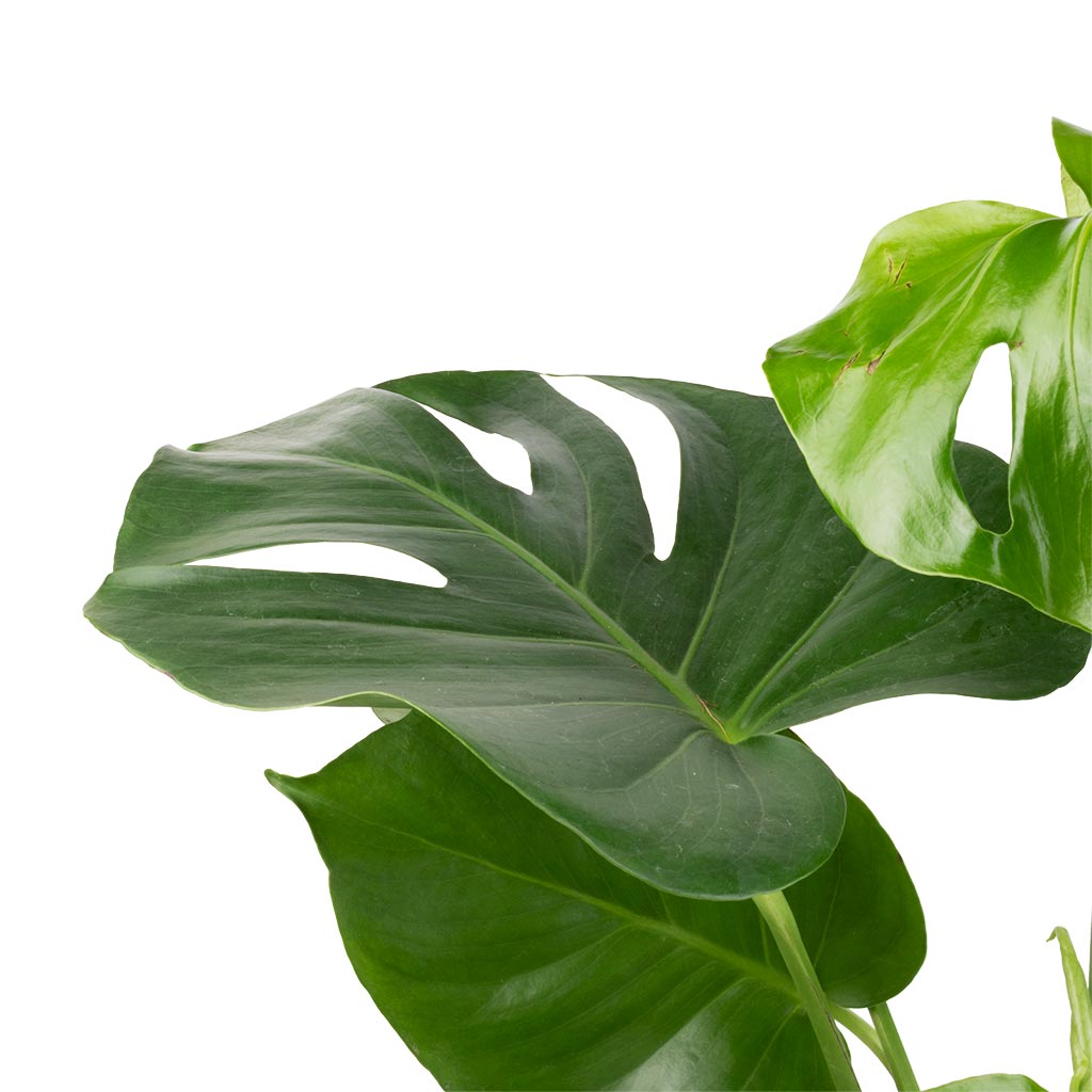 Monstera deliciosa - Swiss Cheese Plant - Fresh Growth