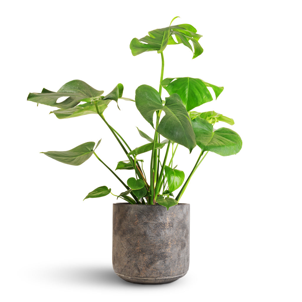 Monstera deliciosa - Swiss Cheese Plant