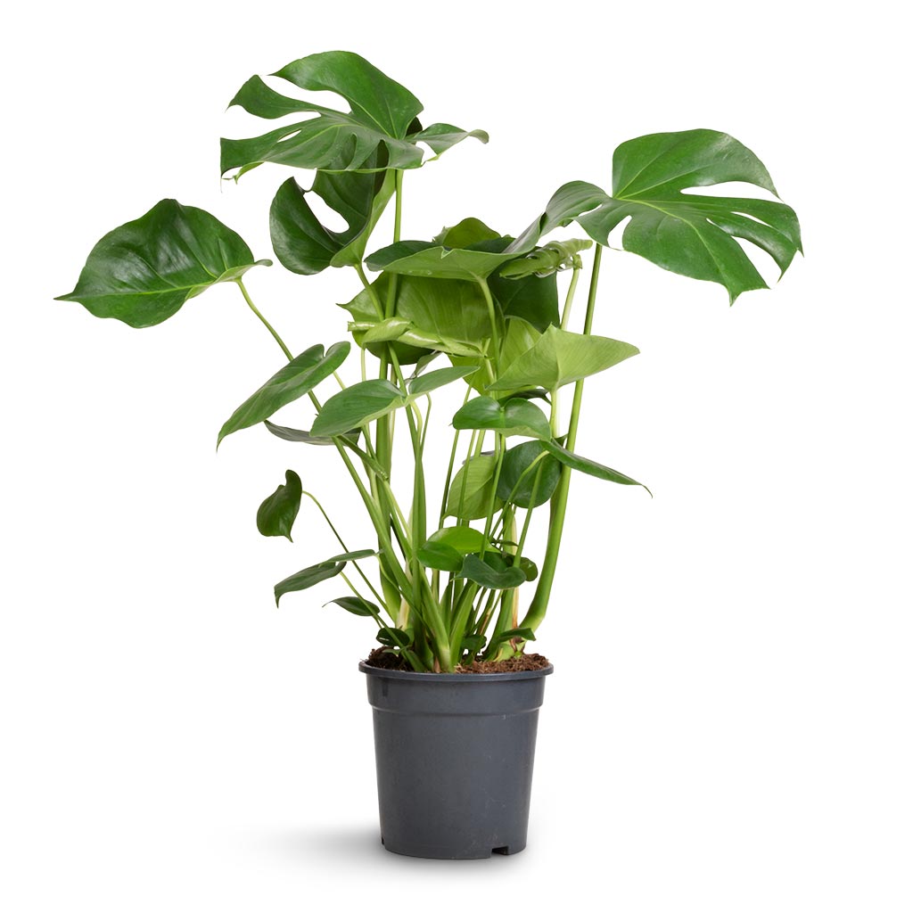 Monstera deliciosa - Swiss Cheese Plant - 21 x 80cm