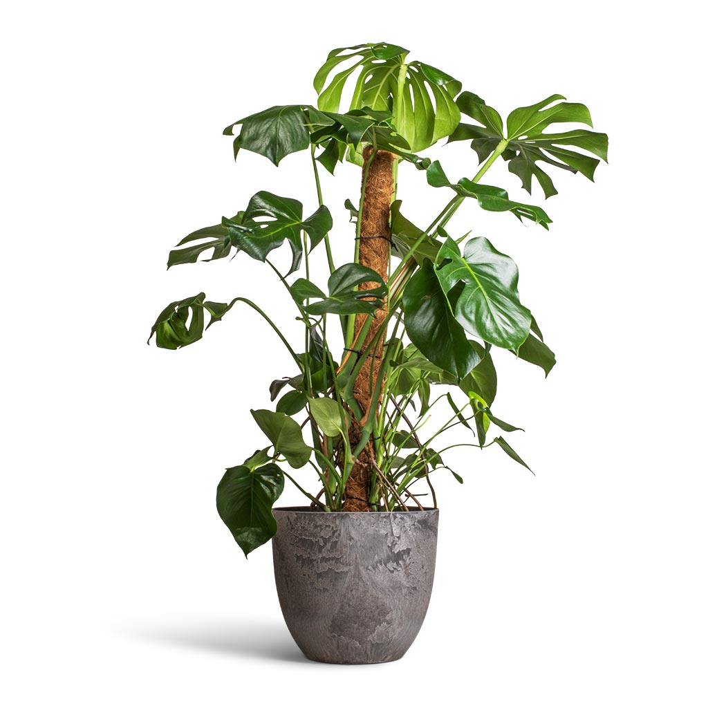 Monstera deliciosa - Swiss Cheese Plant - Moss Pole & Bola Artstone Plant Pot - Grey