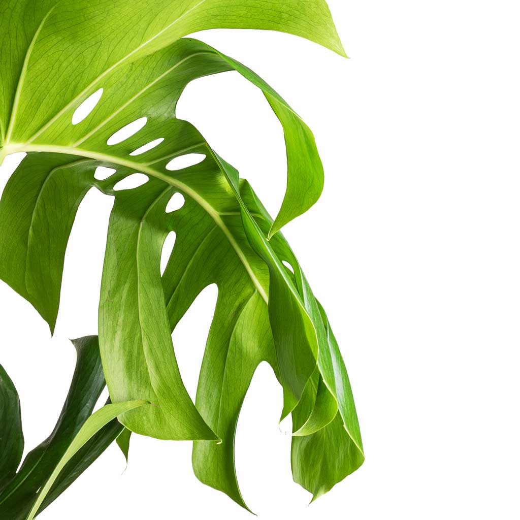 Monstera deliciosa - Swiss Cheese Plant Leaves