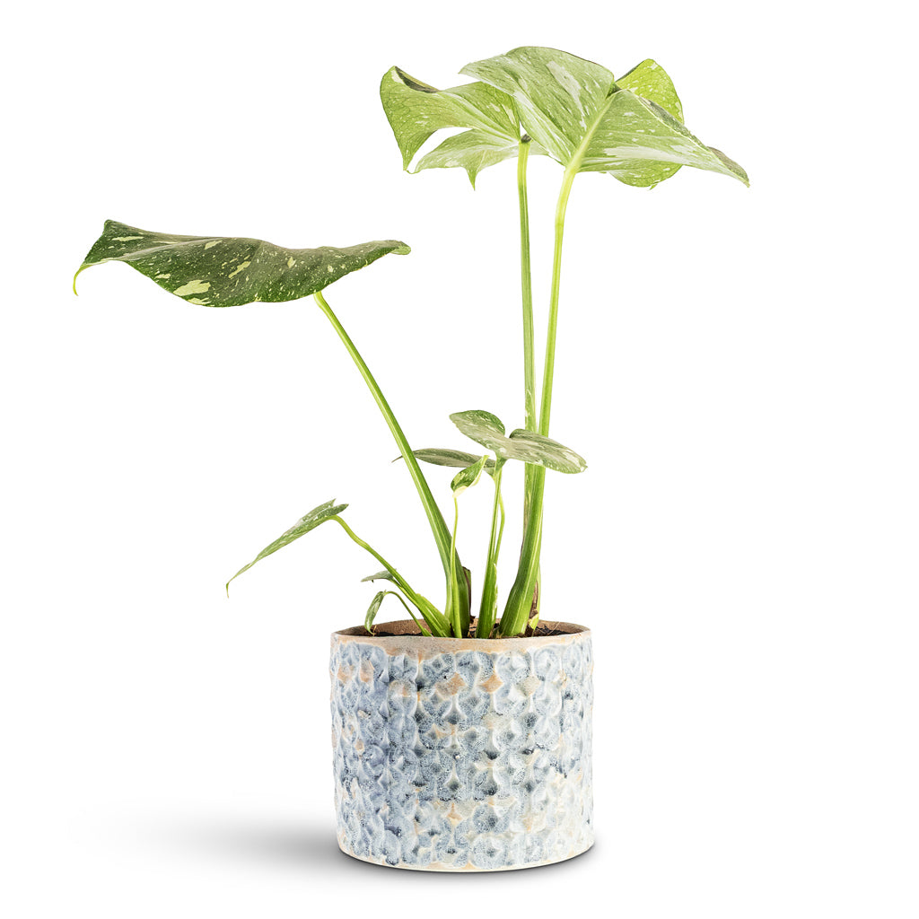 Monstera deliciosa Variegated 15x60cm House Plant In Terni Pot Denim 18x15cm