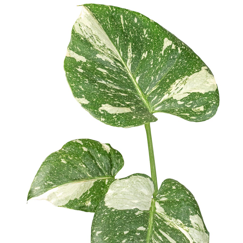 Monstera deliciosa Variegated Swiss Cheese Plant Close Up of leaves Monstera Thai Constellation