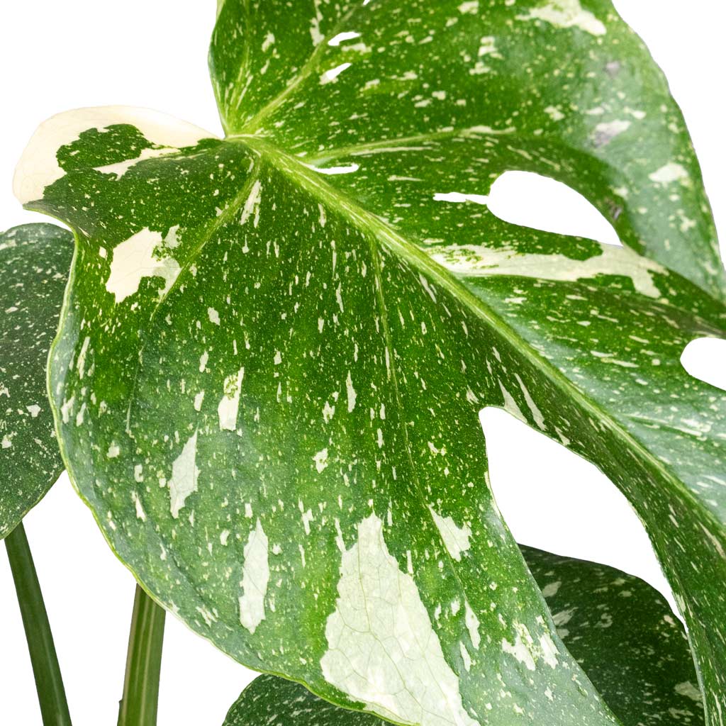 Monstera deliciosa Variegated Swiss Cheese Plant Close Up of leaves Monstera Thai Constellation