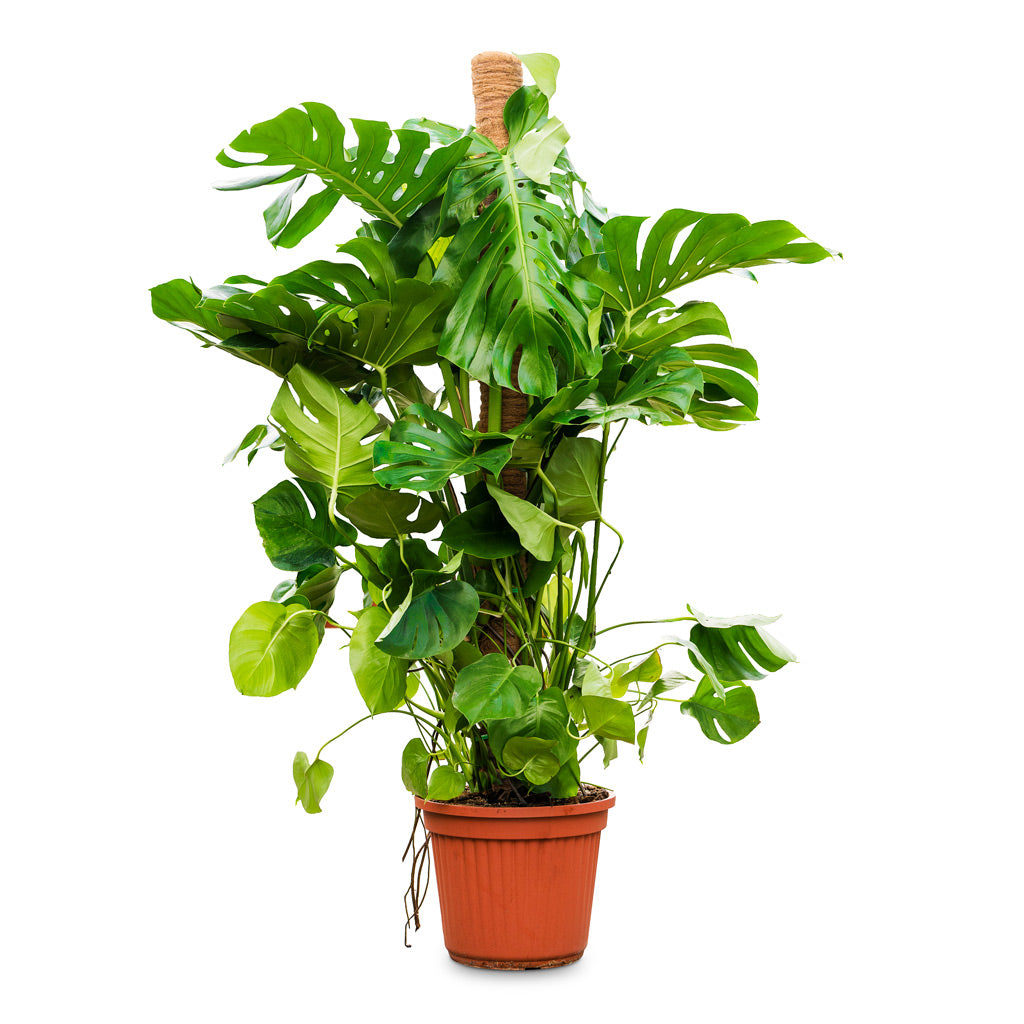 Monstera deliciosa moss pole 40 x 160cm