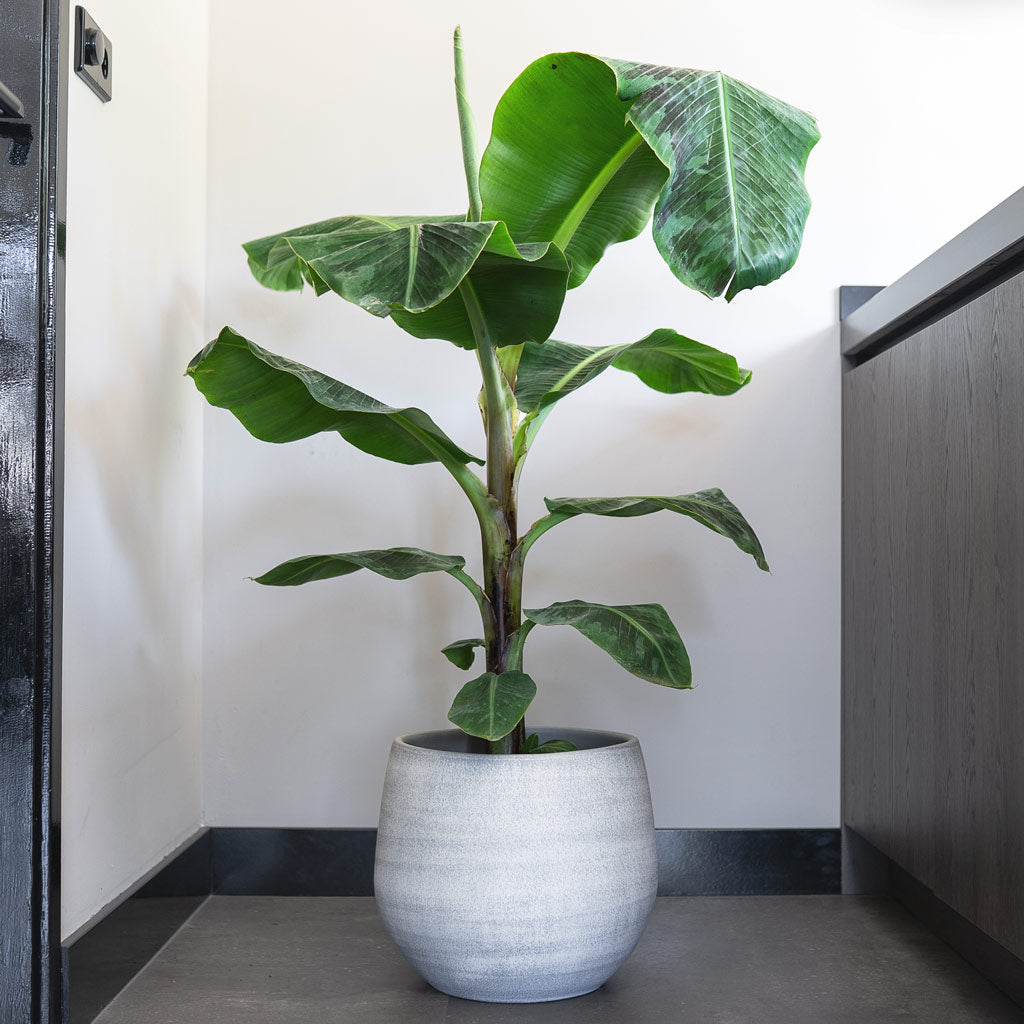 Musa Dwarf Cavendish In Esra Pot Concrete