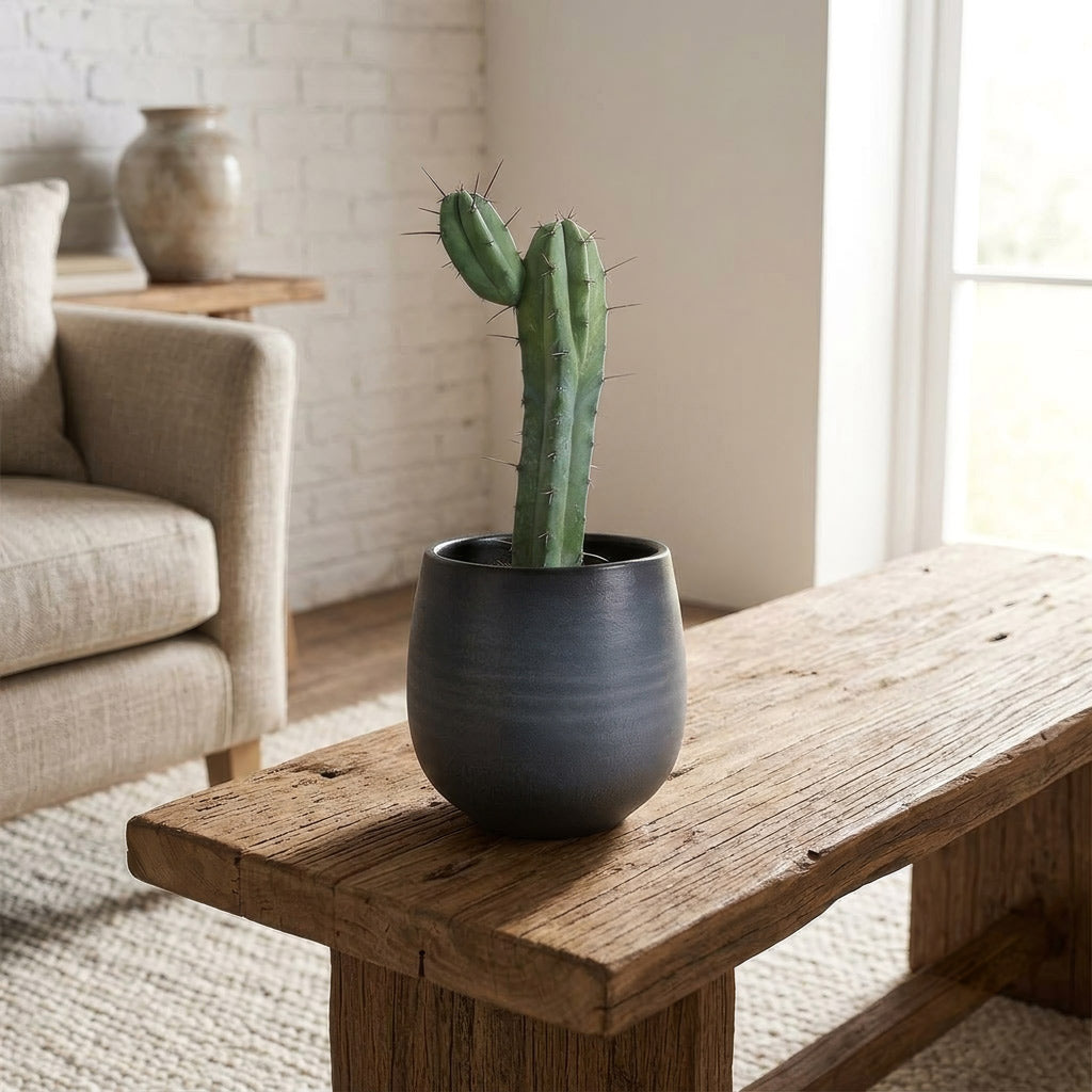 Myrtillocactus Geometrizans Blue Myrtle Cactus house plant in Esra Plant Pot Graphite 22x20cm lifestyle