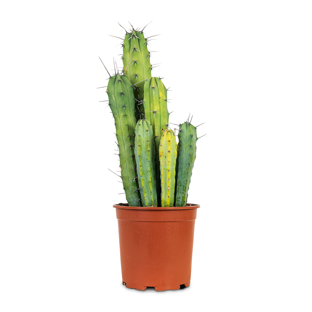 Myrtillocactus geometrizans Blue Myrtle 21x70cm