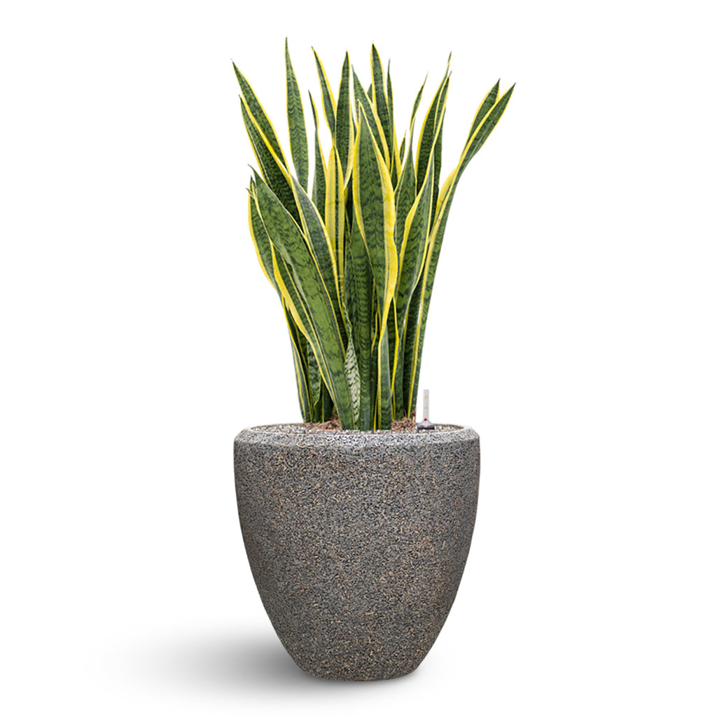 Naturescast Couple Planter - Grey & Sanseveria