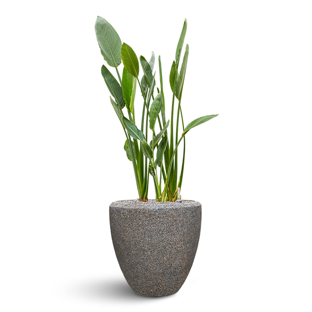 Naturescast Couple Planter - Grey & Strelitzia