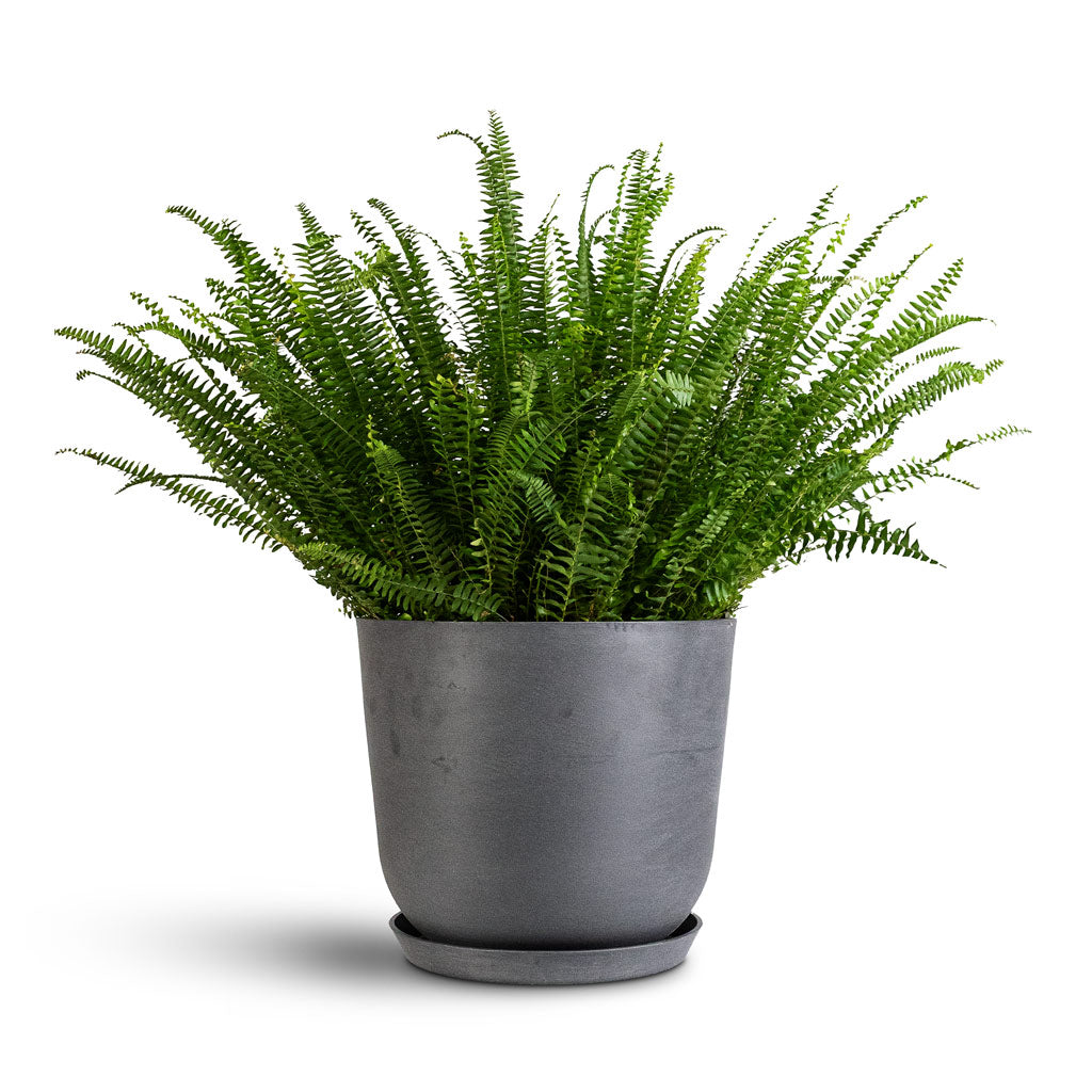 Nephrolepis exaltata Bostoniensis 26x75cm Oslo Cylinder Planter Grey 35x31cm Saucer