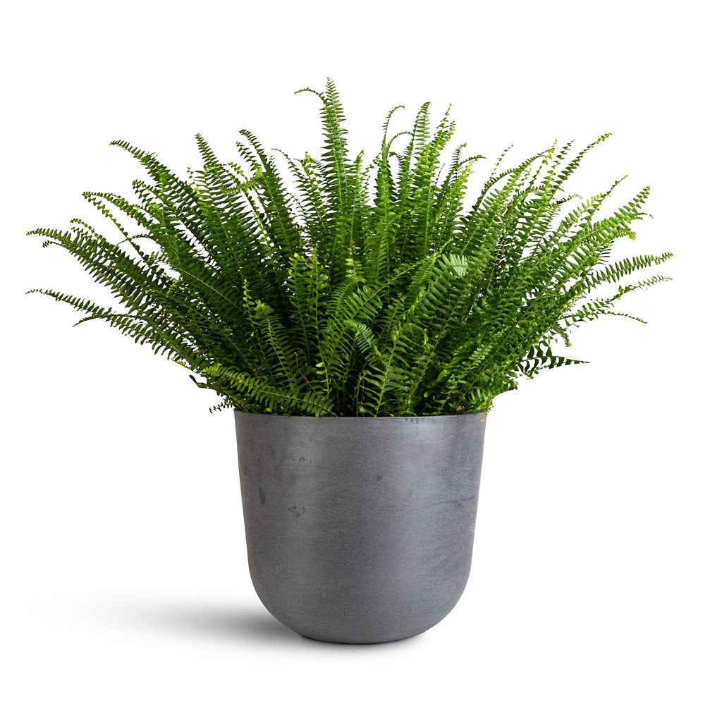 Nephrolepis exaltata Bostoniensis 26x75cm Oslo Cylinder Planter Grey 35x31cm