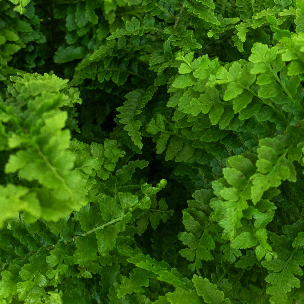 Nephrolepis exaltata Vitale Compact Sword Fern