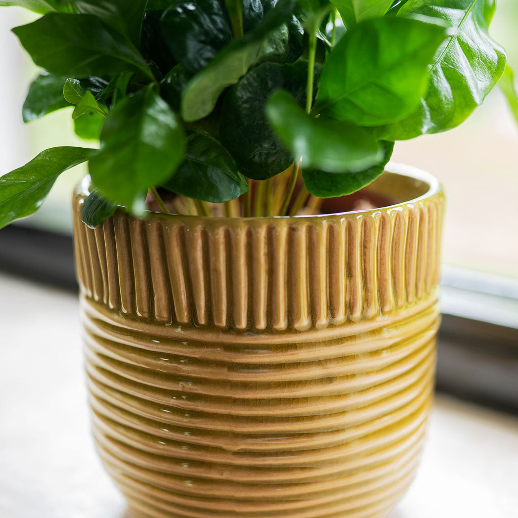 Coffea Plant in Nona Pot Mustard Close Up