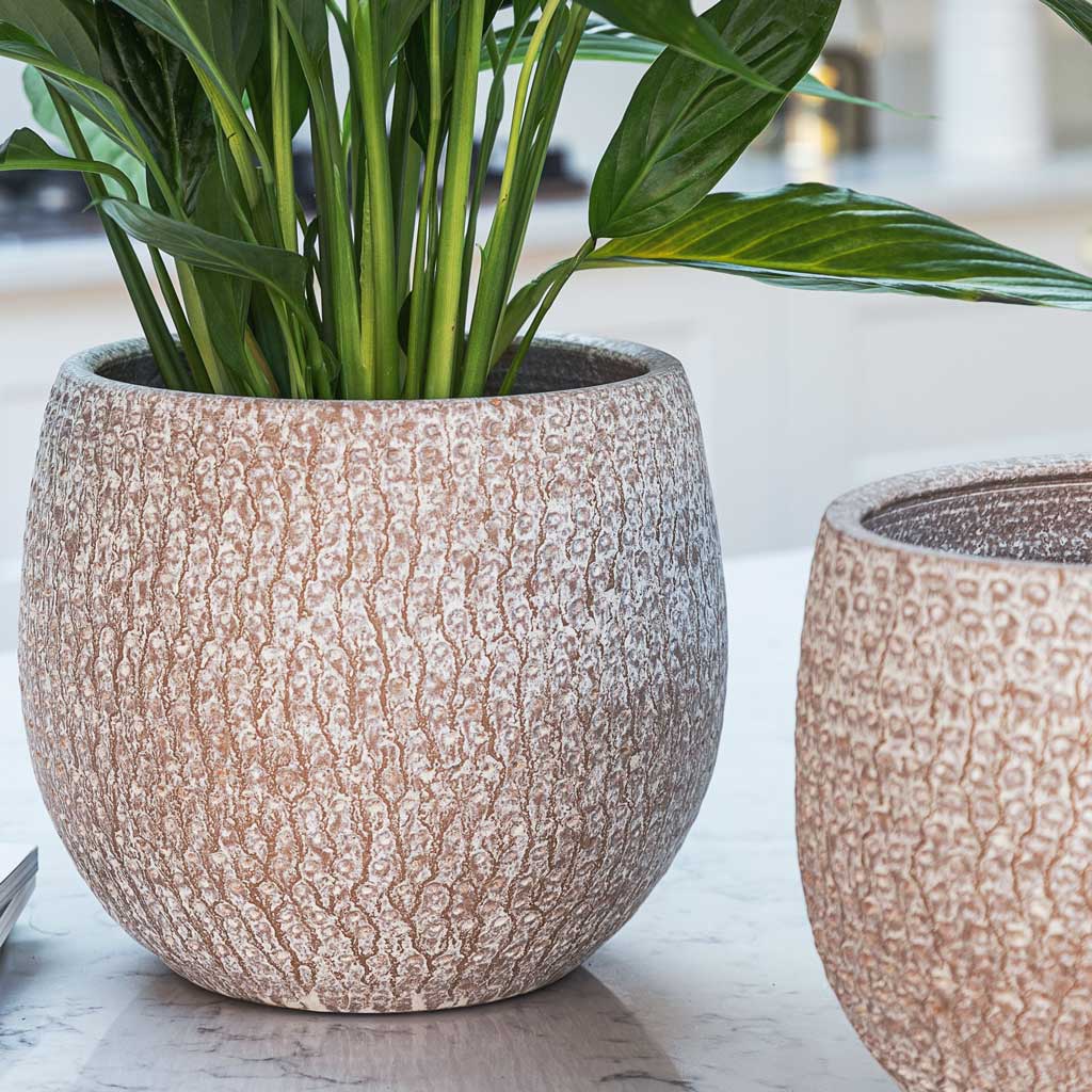 Peace Lily In Ostia Plant Pot Speckled Close up