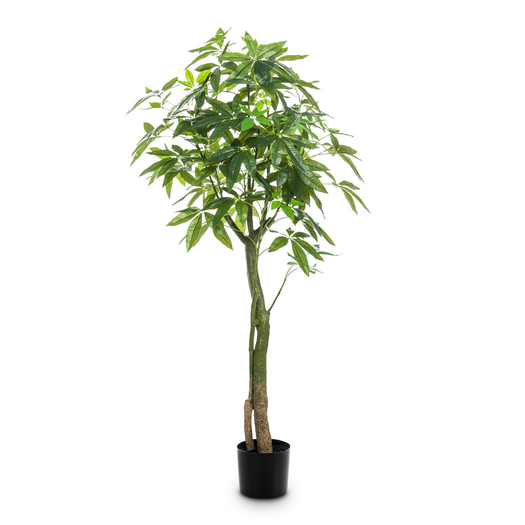 Pachira Tree Artificial - 150cm
