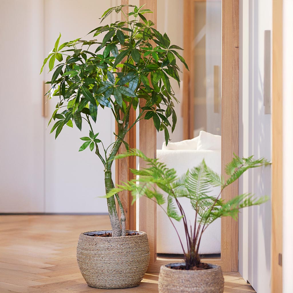 Pachira Tree Artificial In Abby Straw Grass