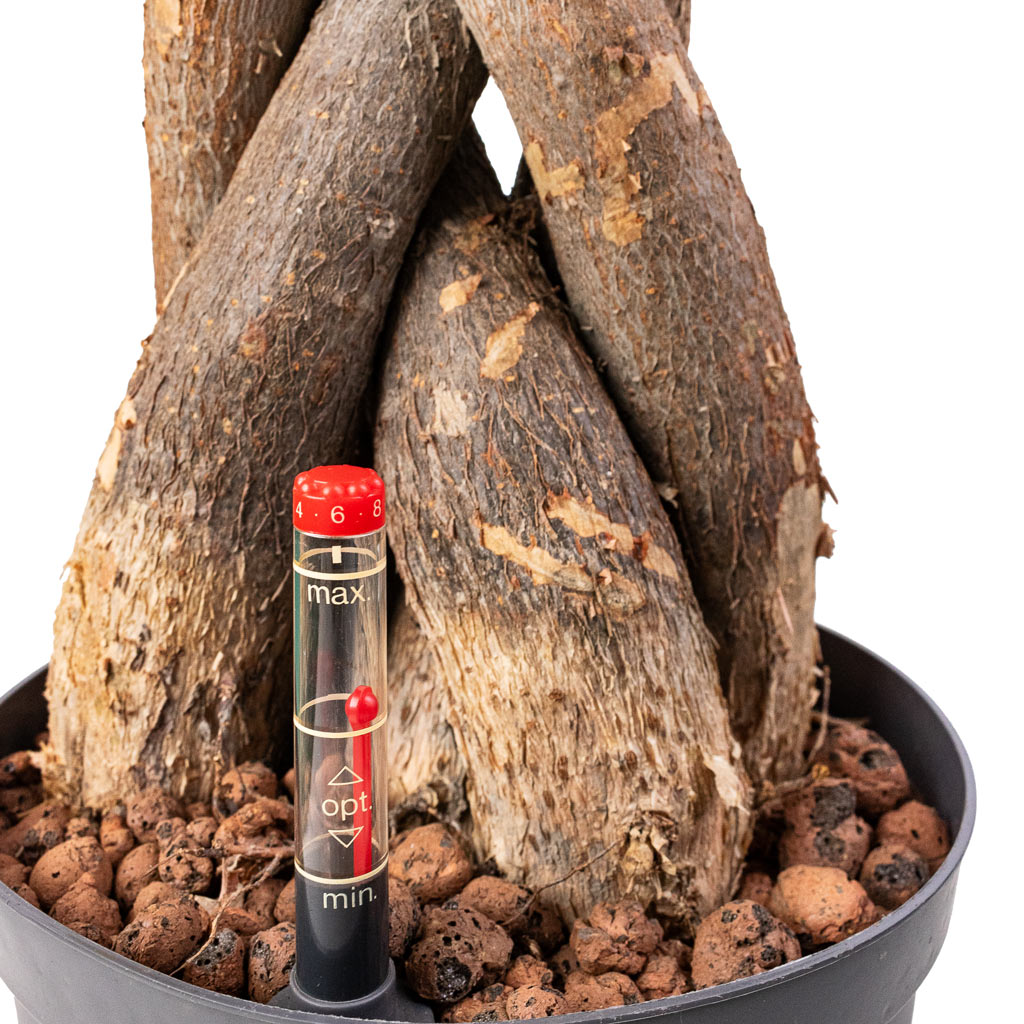 Pachira aquatica - HydroCare - Close Up