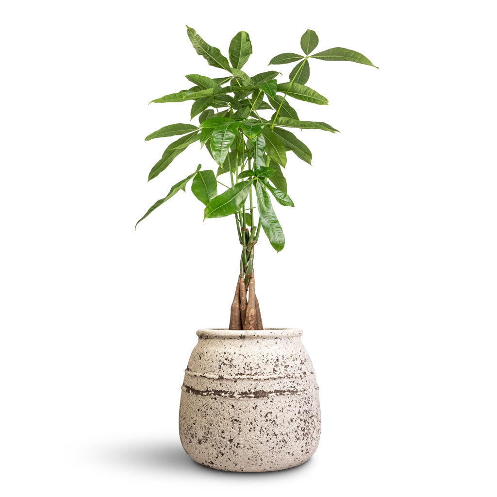 Pachira- aquatica Money Tree - 17x70cm & Hestia Mediterranean Planter Chalk White - 32x28cm