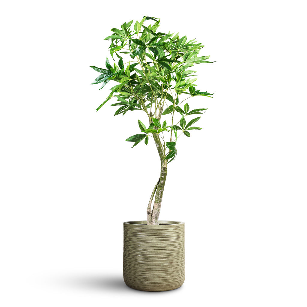 Pachira aquatica Money Tree Artificial In Dune Cylinder Planter Pistachio