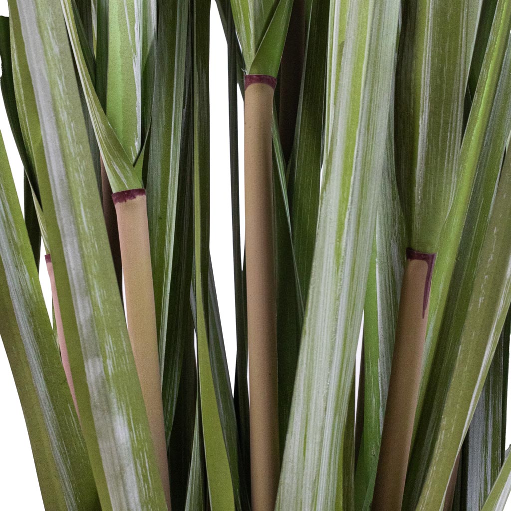 Pampas Grass Close Up Of Stems