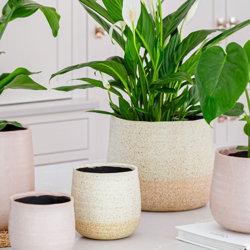 Peace Lily In Celeste Plant Pot Cream