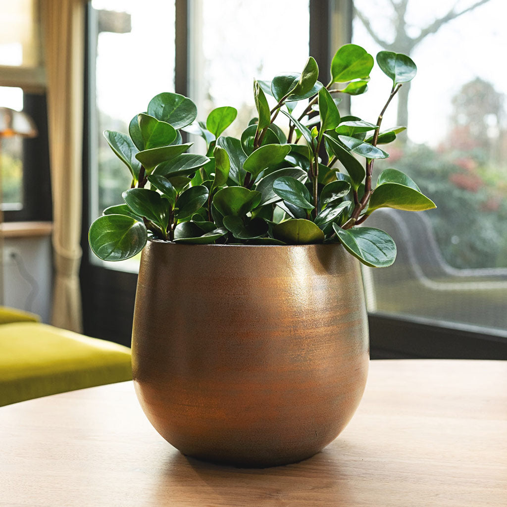 Peperomia Obtusifolia Green In Esra Pot Champagne