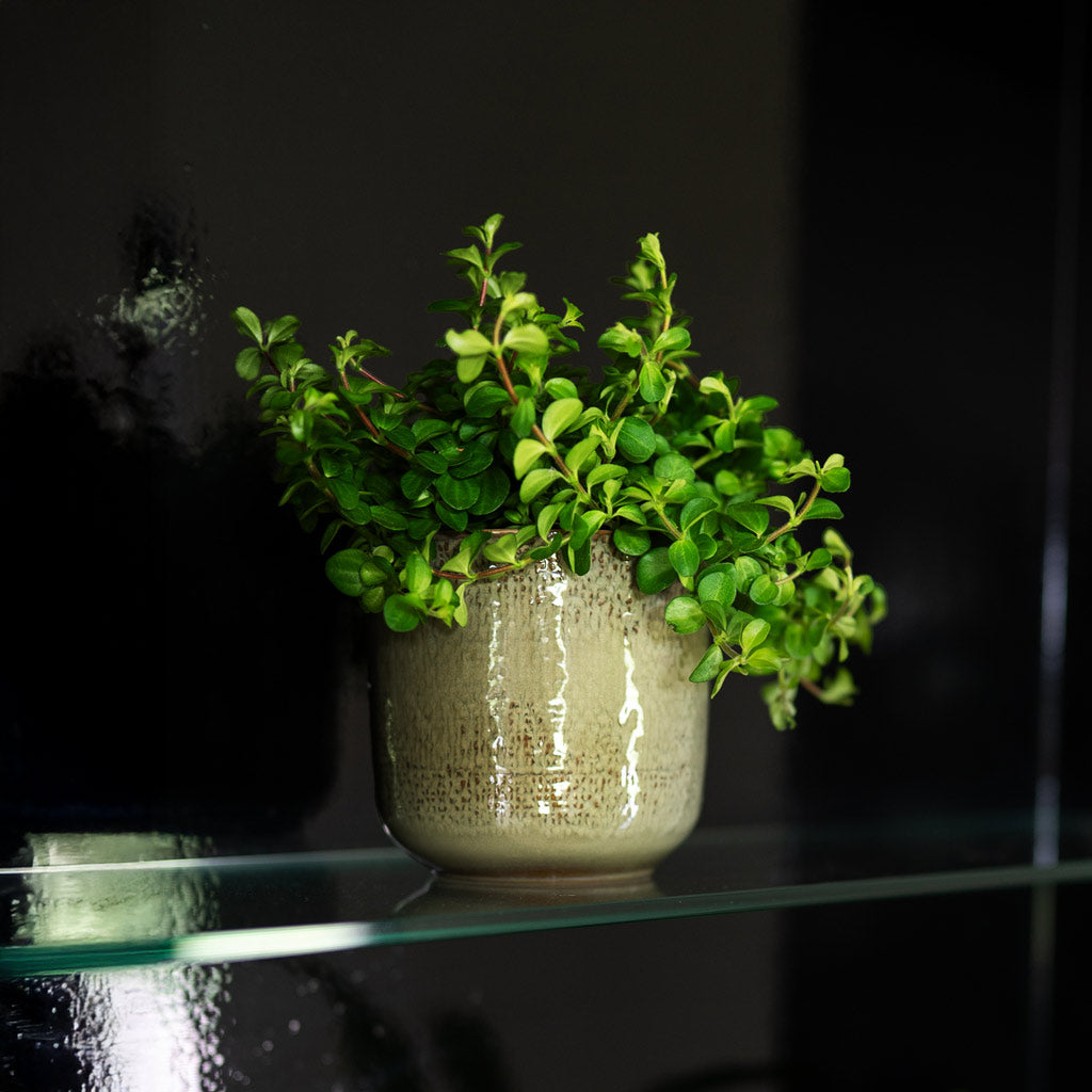 Peperomia Rotundifolia Trailing Jade In Nouri Pot Moss Green