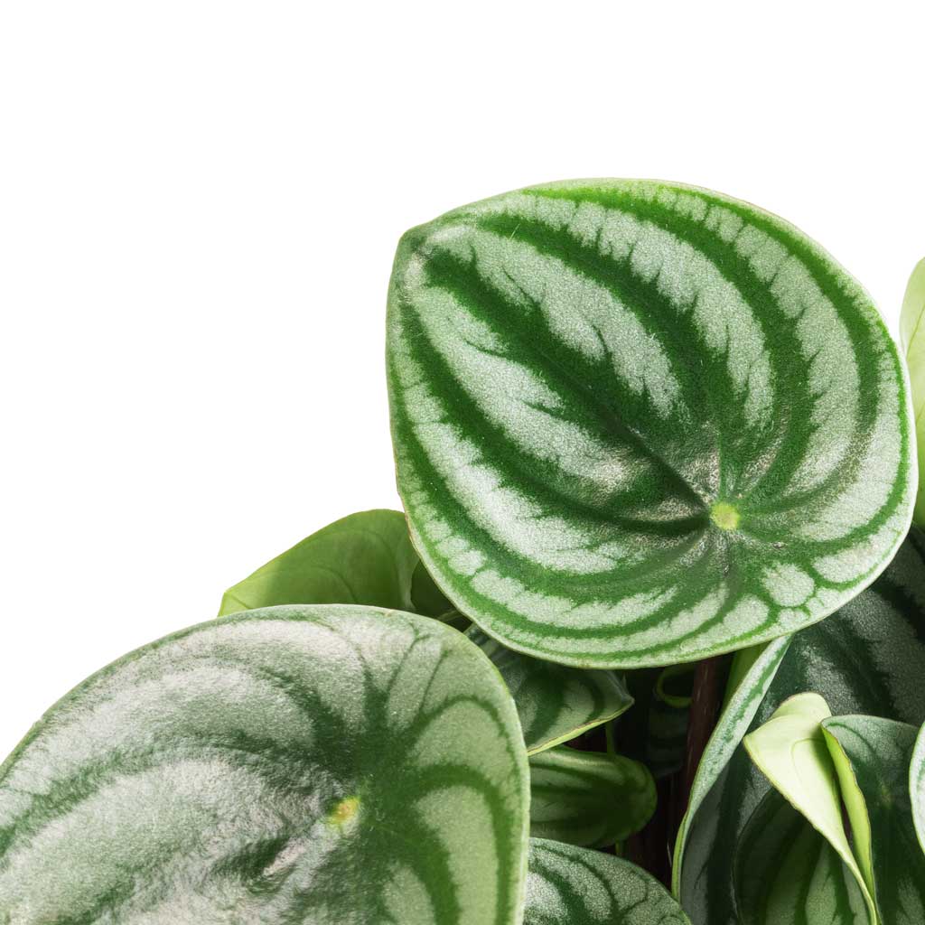 Peperomia argyreia - Watermelon Peperomia - Leaves