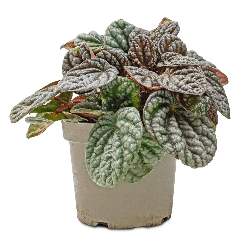 Peperomia caperata Burbella