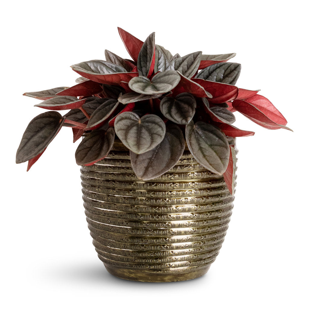 Peperomia caperata Santorini - 11x20cm In Elise Metal Pot Green - 15x12cm
